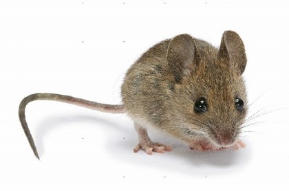 屬鼠2022是什么鼠